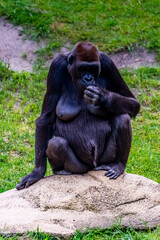 Lowland gorillas spend their day in the meadow