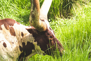 Brown and white cow with big long horn eating grass