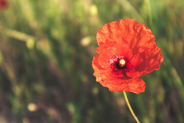 red poppy flower