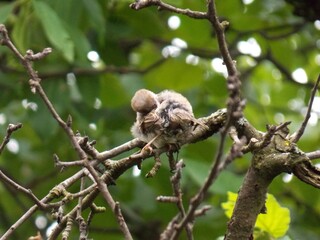 a sparrow on a branch cleans its feathers