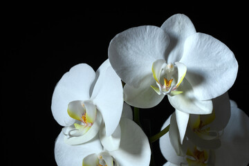 Naklejka na ściany i meble beautiful white orchid against black background