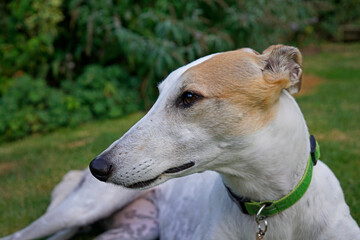 Obraz premium A close-up side head view of a white and tan greyhound lying on a lawn