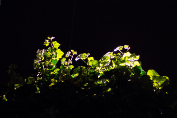 abstract background with flowers