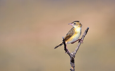 The zitting cisticola or streaked fantail warbler
