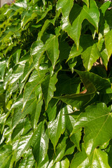 Am Bodensee bei Lindau, Oberreitnau
