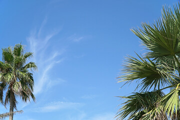 Palm trees against a clear blue sky