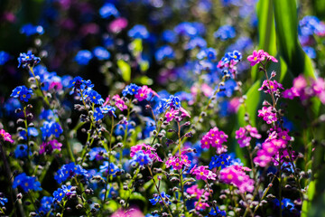 purple and blue flowers in the garden