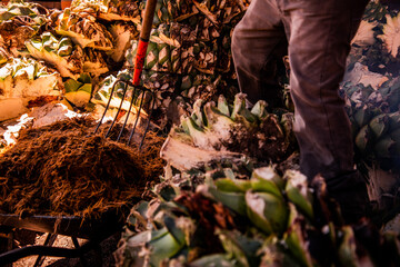 Pico sobre agave cocido para mezcal