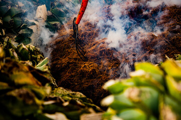 Pico sobre agave cocido para mezcal