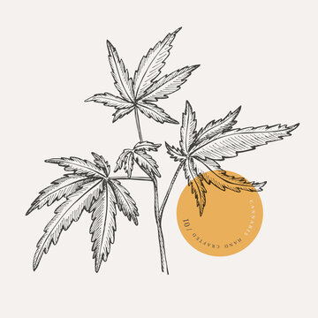 Hand-drawn cannabis branch on a light isolated background. Medicinal plant. Marijuana leaves for the design of textiles, drugs, cosmetics. Botanical vector illustration in retro style.