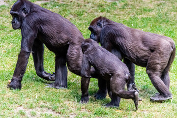 Lowland gorillas spend their day in the meadow