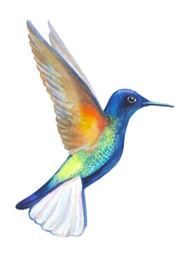 watercolor humming bird isolated on white. hand painted colorful tropical colibri bird illustration