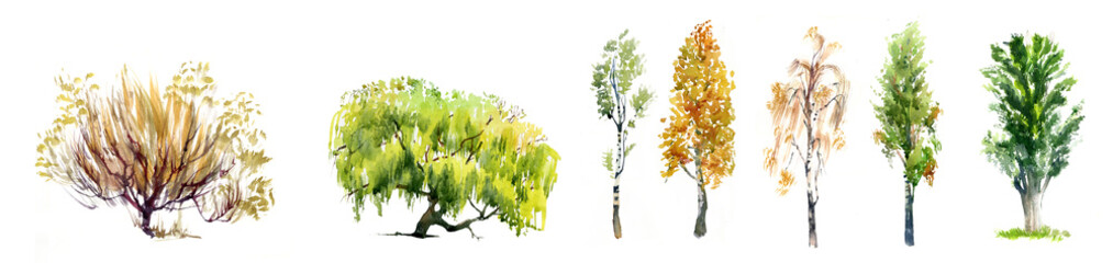 Set of realistic trees illustration isolated on white.Set of realistic trees illustration isolated on white - obrazy, fototapety, plakaty