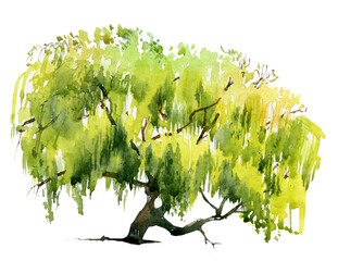Willow tree light green summer watercolour illustration realistic isolated on white.