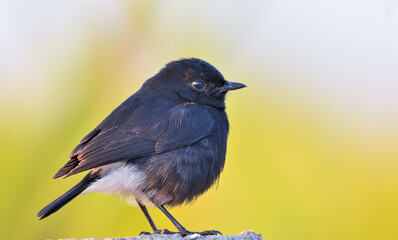 Pied bushchat