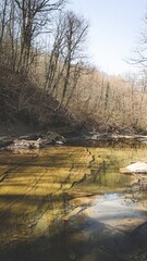 river in the forest