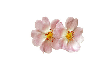 Fototapeta na wymiar pink rosehip flowers on a white background. holiday card