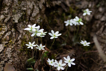 Pennsylvania Spring Flowers