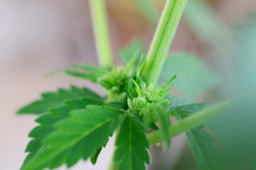 Rare plant, educational photography of hermaphrodite cannabis plant. medical marijuana plant, male cannabis and female cannabis plant. 