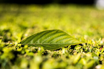 close up of green leaf