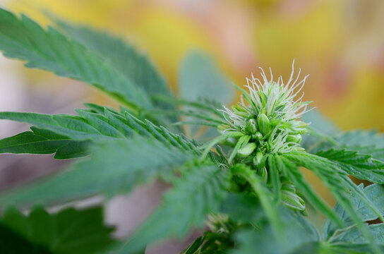 Rare plant, educational photography of hermaphrodite cannabis plant. medical marijuana plant, male cannabis and female cannabis plant. 