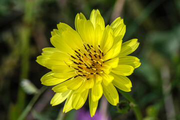 Yellow Flower