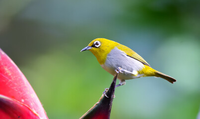 Oriental white-eye
