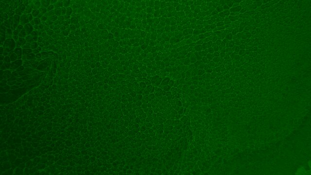 Abstract Green Liquid Painting Texture