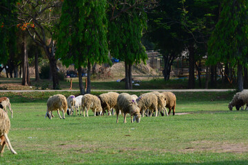 sheep eating grass.