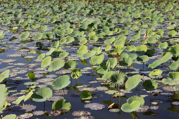 Lotus flower in the swamp