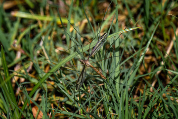 bug in the grass