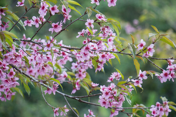 Wild Himalayan Cherry (Prunus cerasoides) in ChiangMai, Thailand