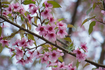 Fototapeta na wymiar Wild Himalayan Cherry (Prunus cerasoides) in ChiangMai, Thailand