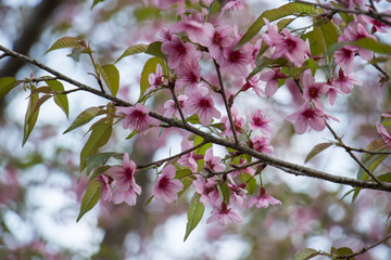 Wild Himalayan Cherry (Prunus cerasoides) in ChiangMai, Thailand