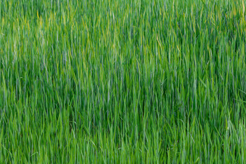 Background of green young rye. Fresh background