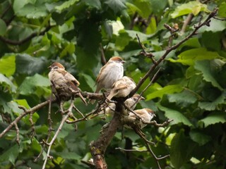 little sparrows on a tree branch