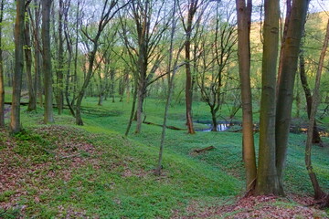trees in a spring forest with a small pool of standing water