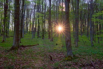 sunset in a beech forest in spring