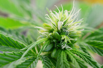 Rare plant, educational photography of hermaphrodite cannabis plant. medical marijuana plant, male...