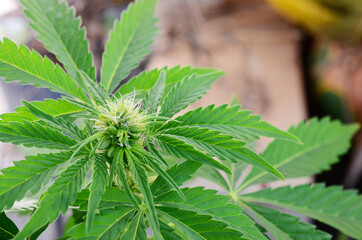 Rare plant, educational photography of hermaphrodite cannabis plant. medical marijuana plant, male cannabis and female cannabis plant. 