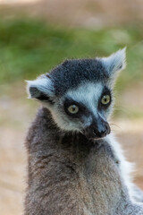 Katta spends his day in his territory