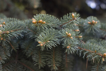 Naklejka na ściany i meble blooming fir-tree with cones. Green soft needles.