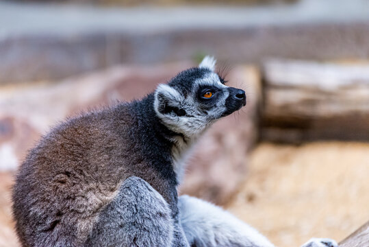 Katta spends his day in his territory