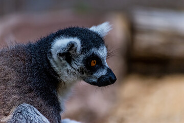 Katta spends his day in his territory