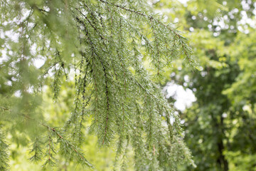 Green larch. Sunny day after rain