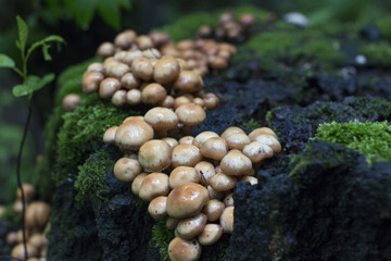 Green fairy stump. Forest moss nature.