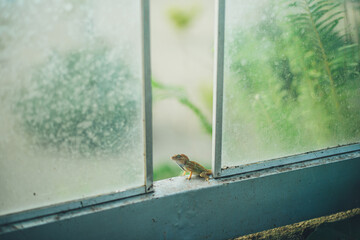 gecko on a background of green grass