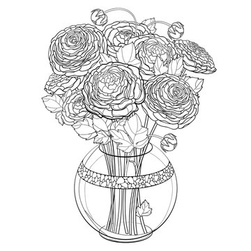 Bouquet with outline Ranunculus or Buttercup flower, bud and leaf in round vase in black isolated on white background. 