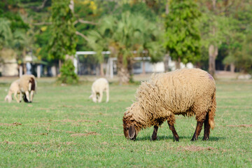 sheep eating grass.