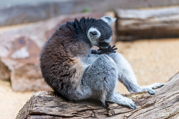 Katta spends his day in his territory